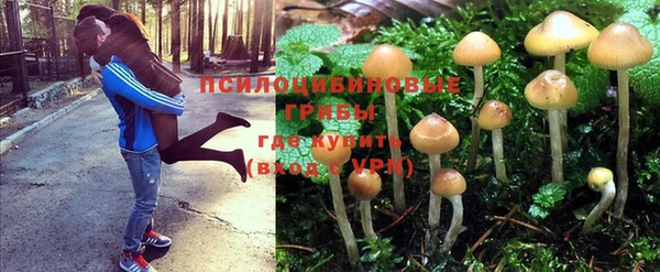 прущие грибы Козловка